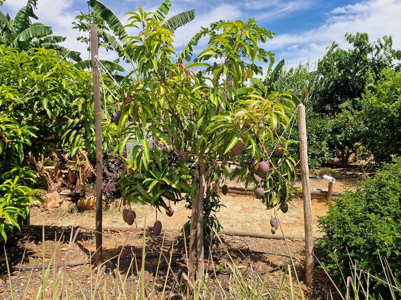 Fully supported mango tree with fruit