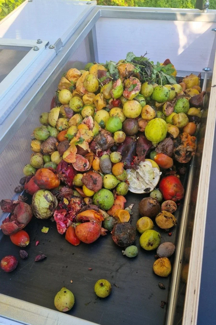 Med fly infected fruit inside the Augmentorium