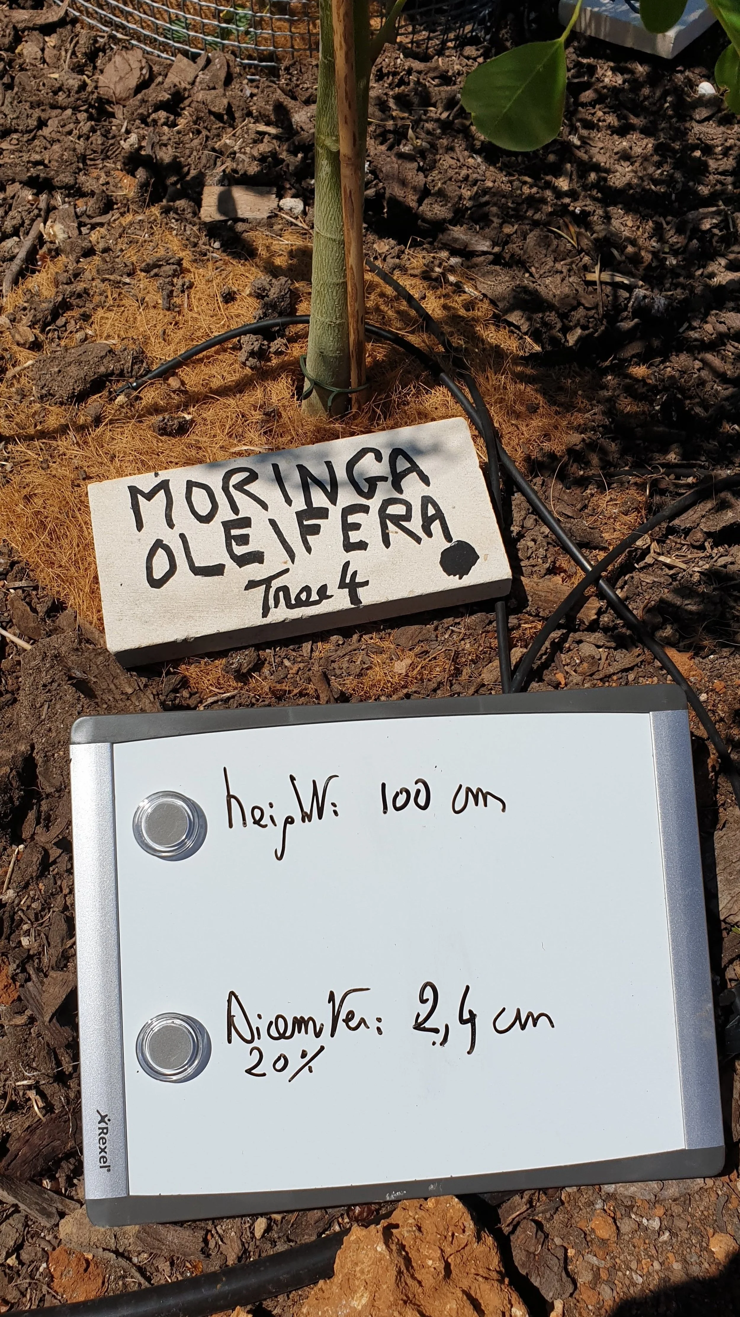 Moringa oleifera height and trunk diameter measurements