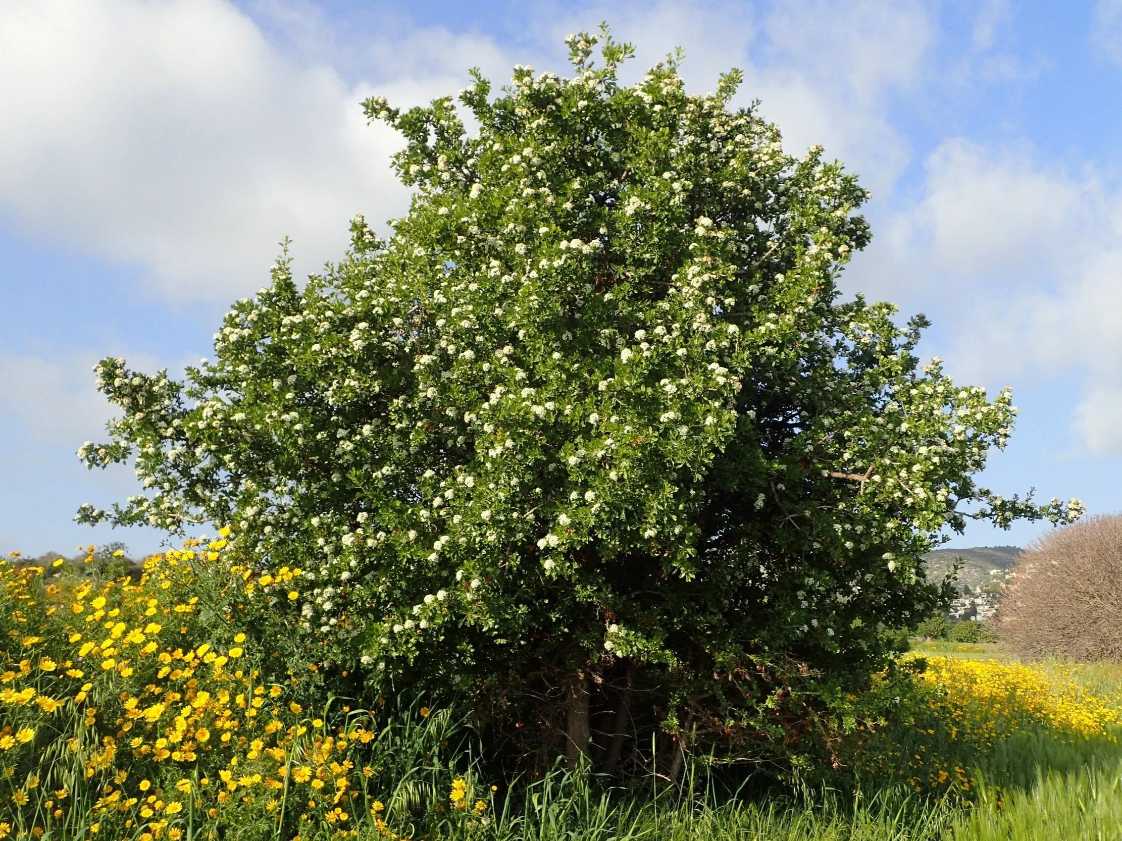 Crataegus azarolus - Azarole tree