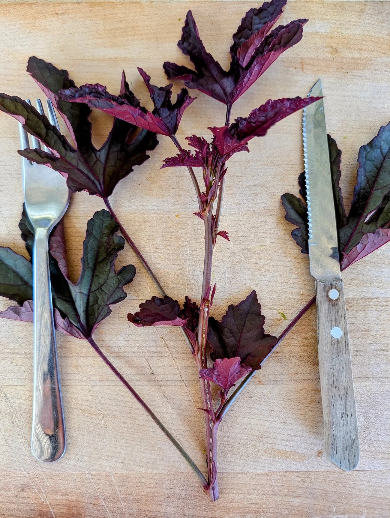 Cranberry hibiscus or Hibiscus acetosella - Edible leaves