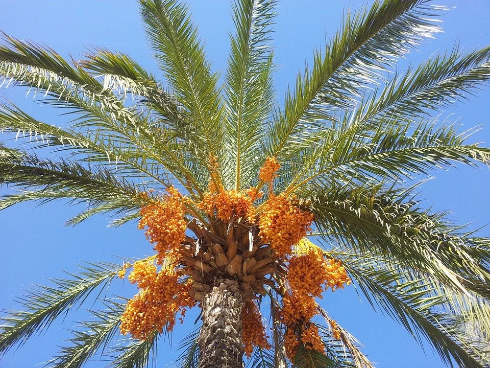 Phoenix Dactylifera - Date Palm tree