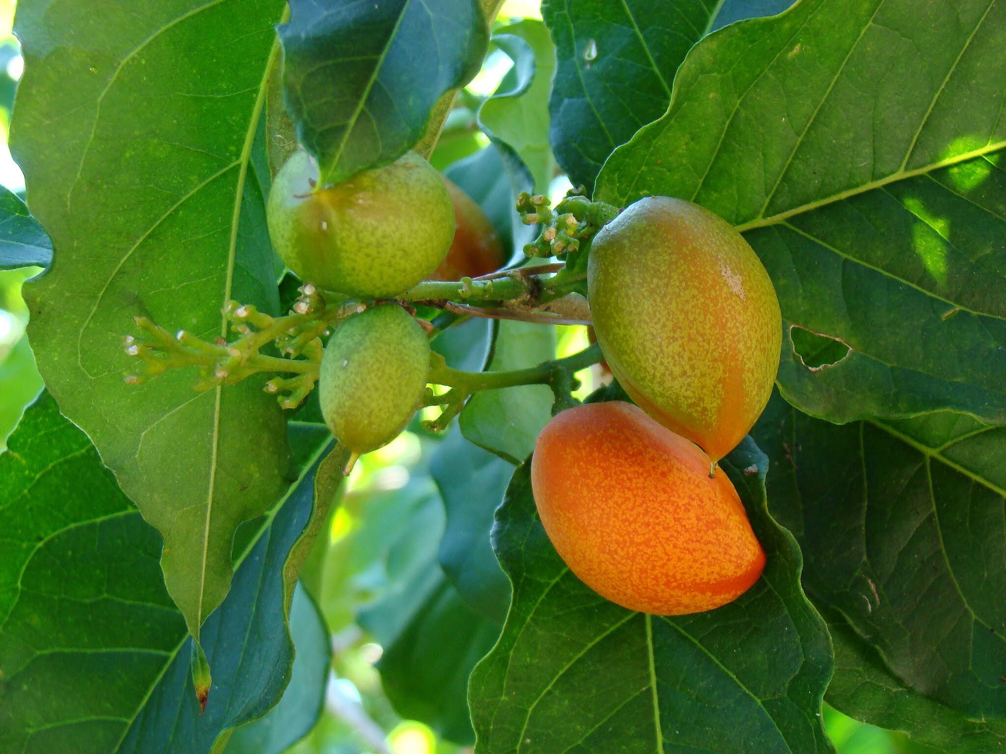 Unusual Fruit Tree Names | Orchard of Flavours