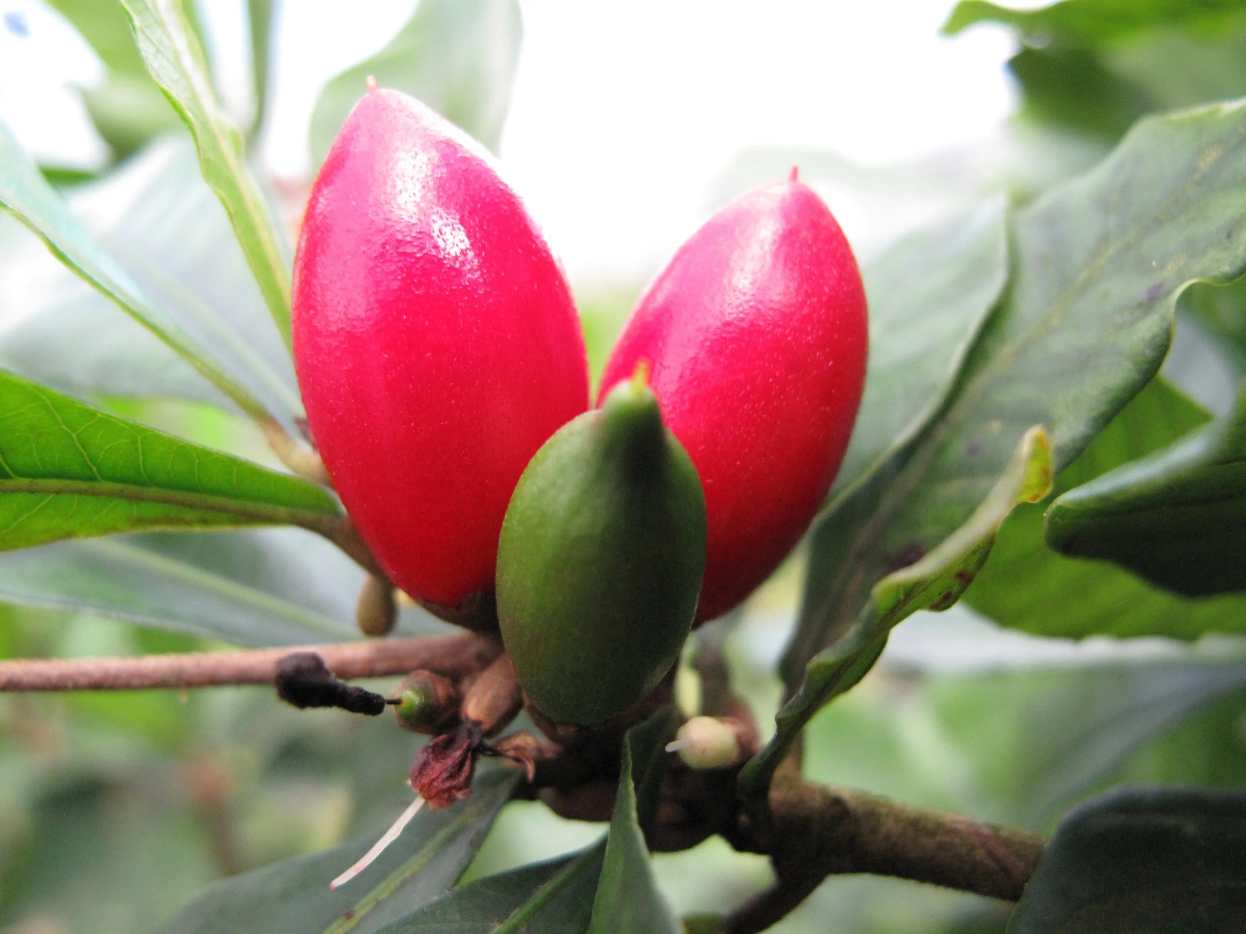 Synsepalum dulcificum - Miracle berry fruits