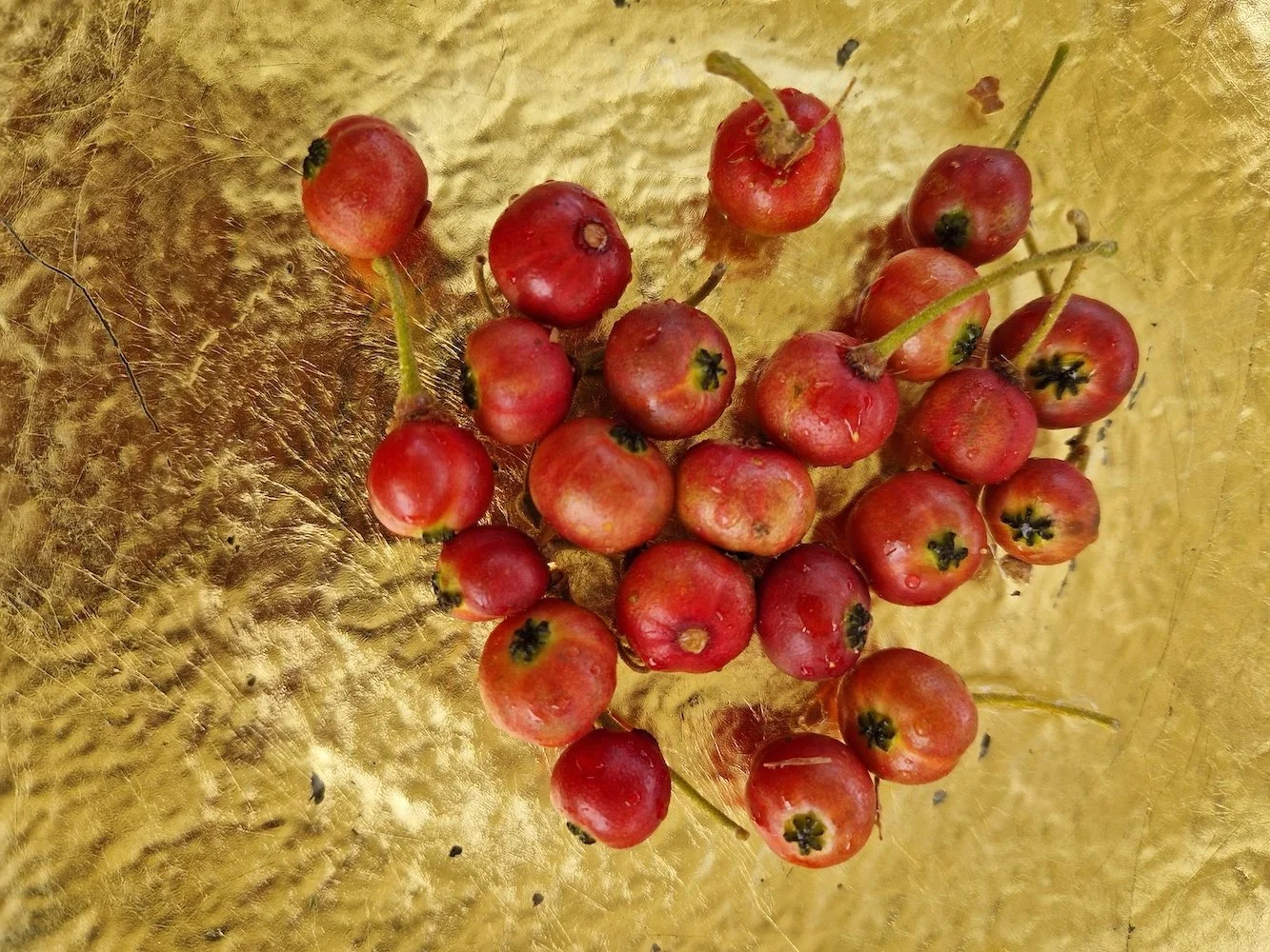 Muntingia calabura - Cotton candy - Many fruits