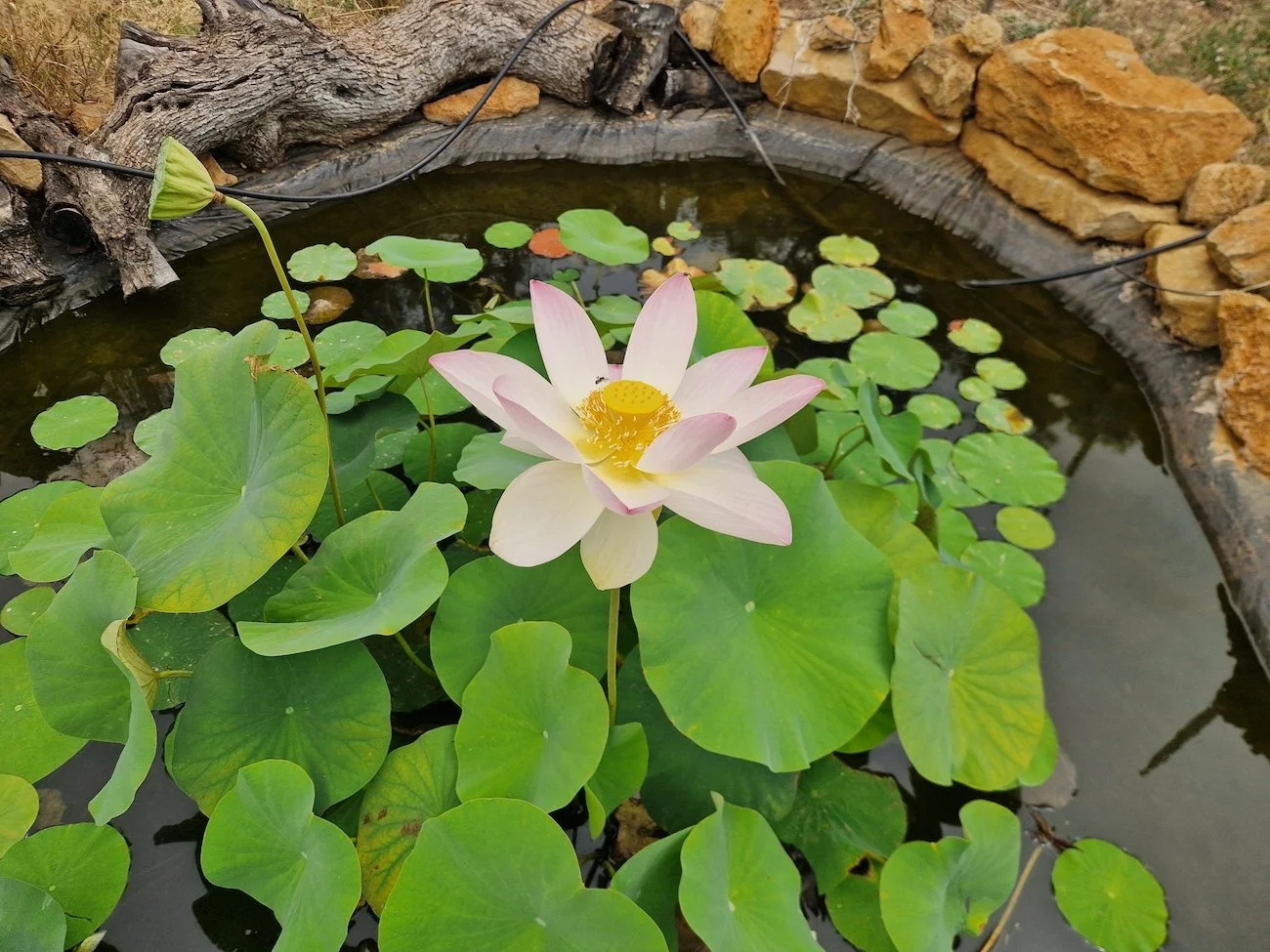 Flower of the Nelumbo nucifera or the Sacred Lotus