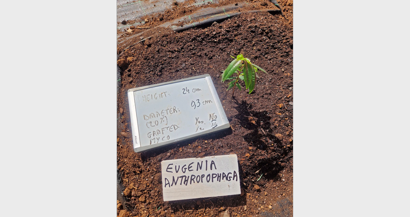 Eugenia_anthropophaga-Plant_measurements.png