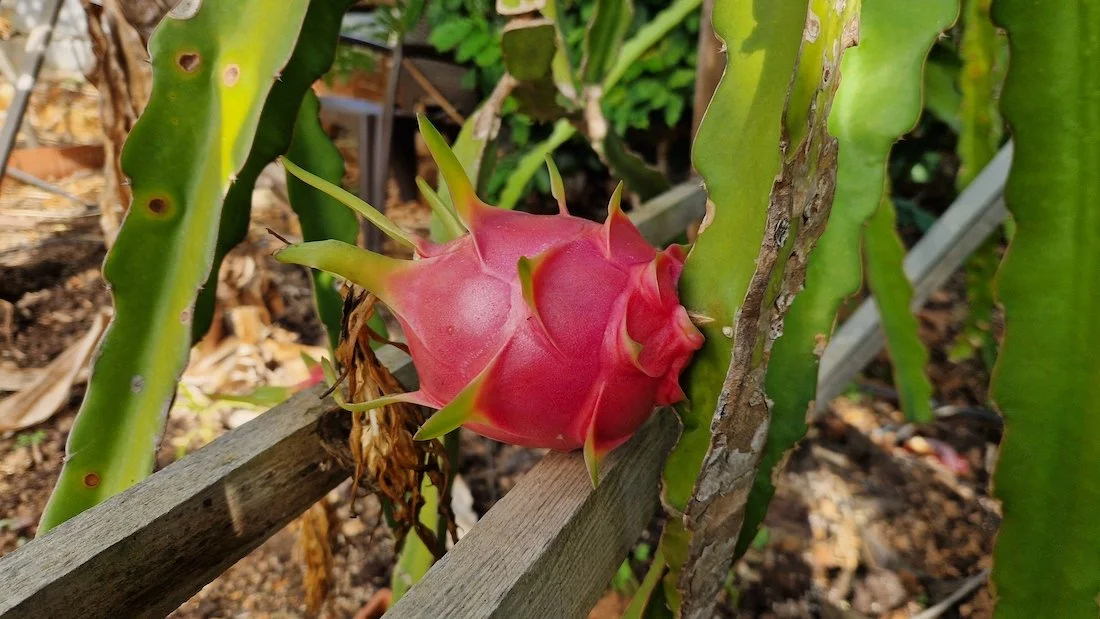 Hylocereus undatus or dragon fruit