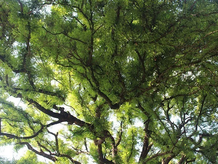 Tamarindus Indica - Tamarind tree