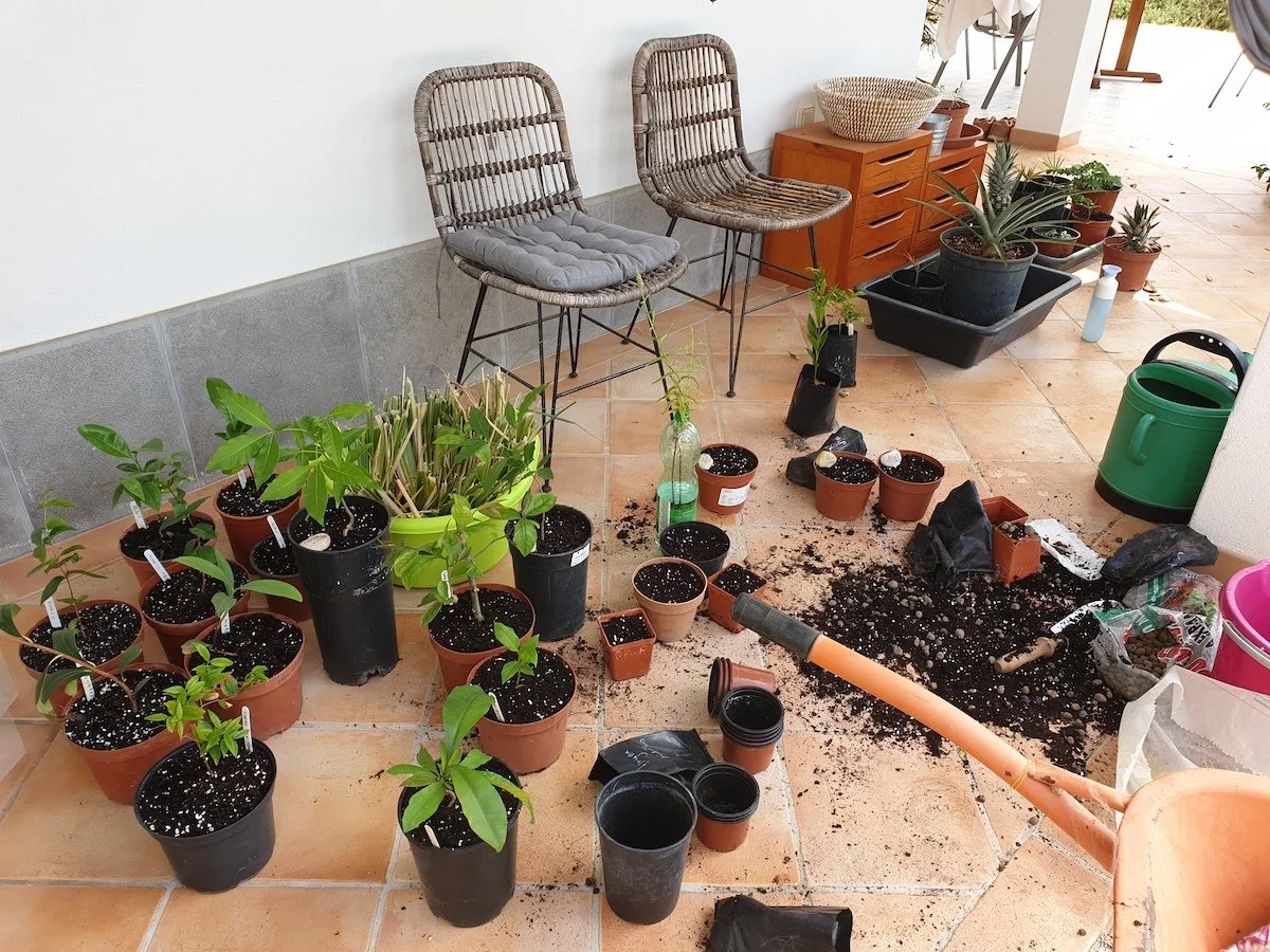 nursery_potted_plants.jpg