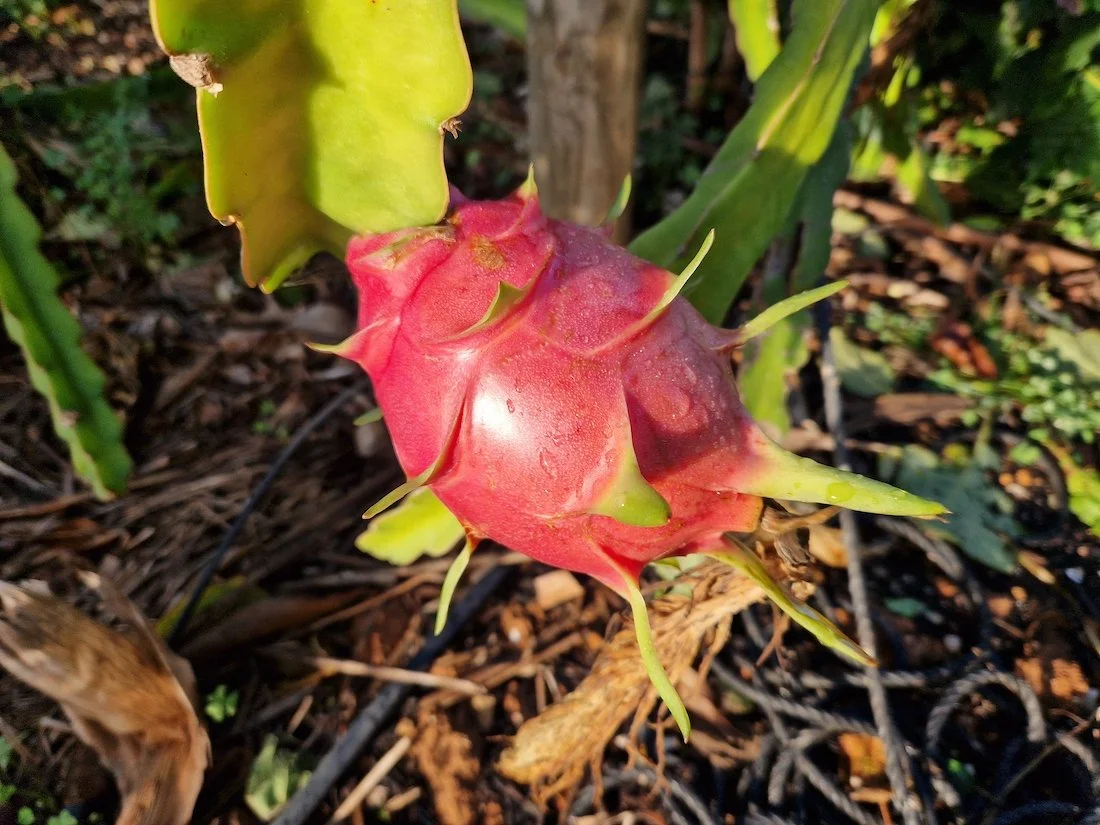 One of our Hylocereus undatus cacti, bearing the flashy Pitaya, or Dragon fruit!