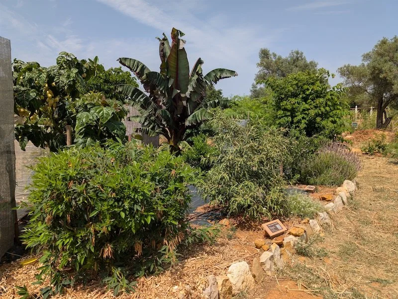 Amazing one year food trees growth