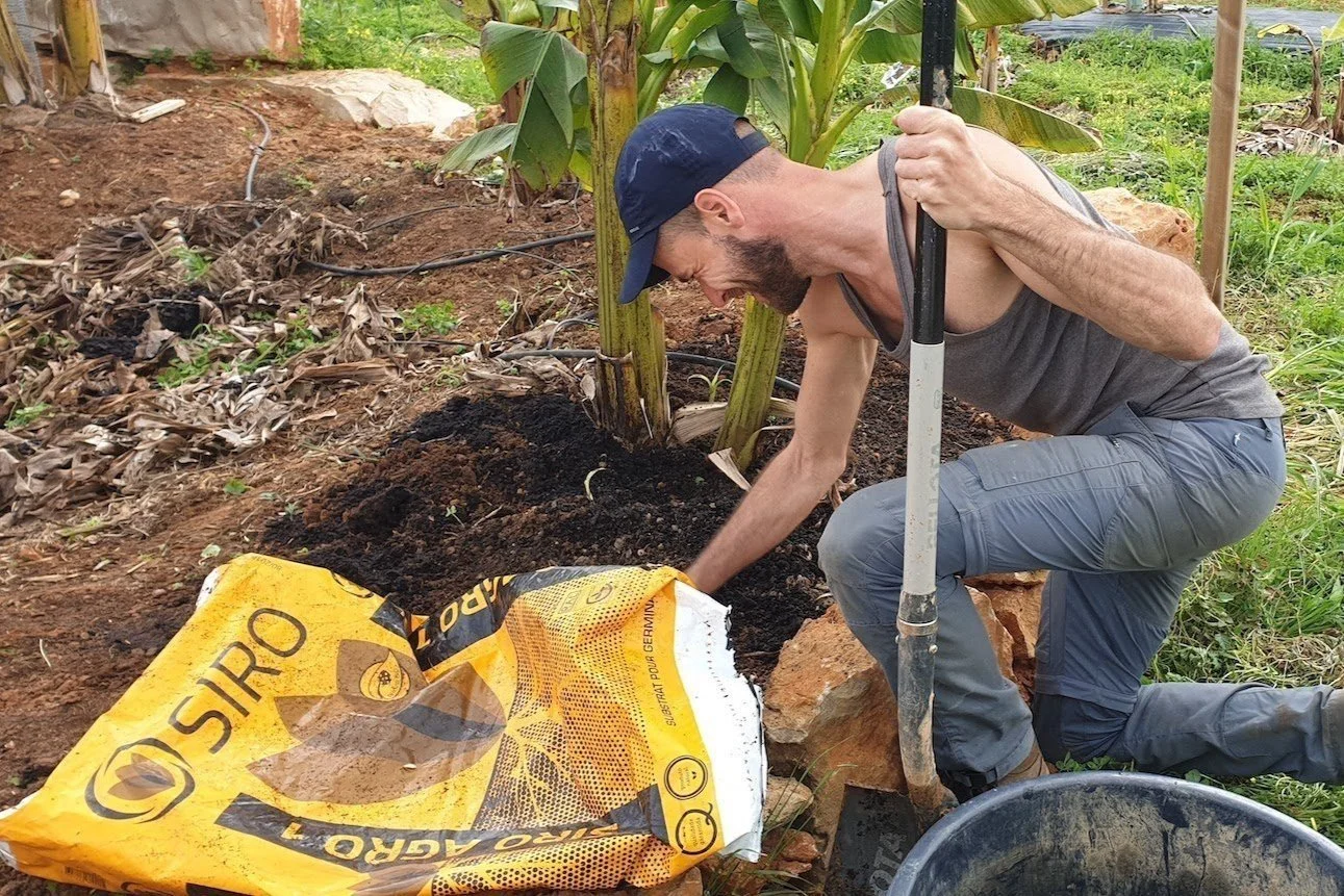 Banana plant fertilizing - Composted pine bark