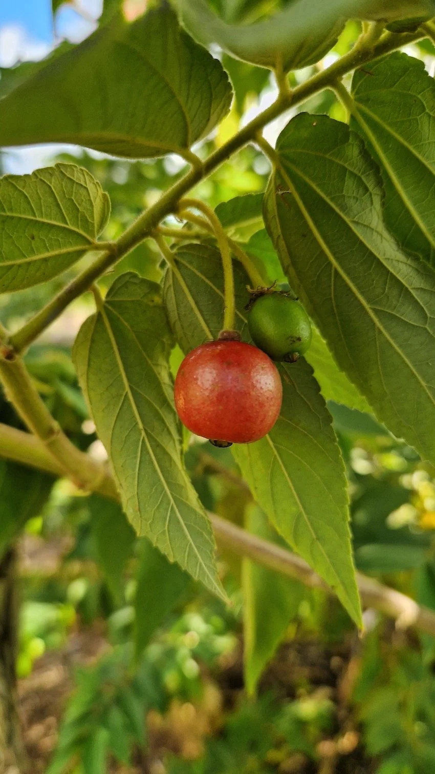 Muntingia calabura - Cotton candy - Fruit on tree