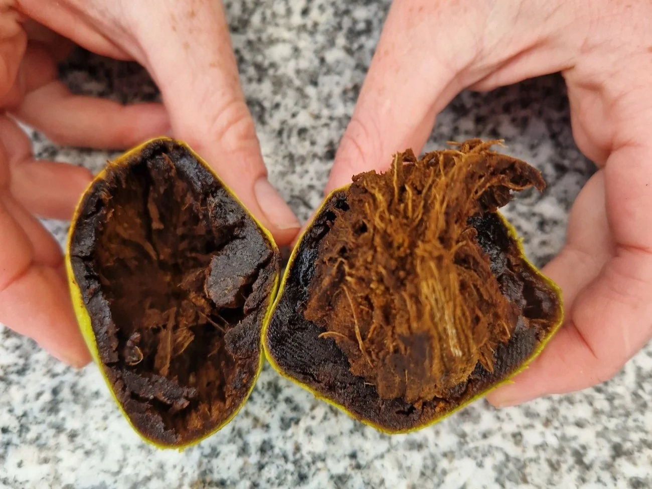 Diospyros_digyna-Black_sapote-open_fruit.jpg