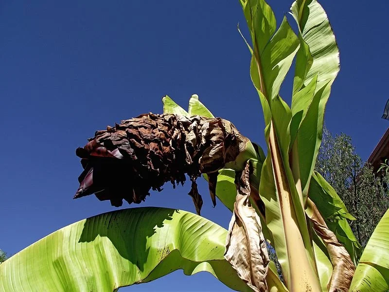 Ensete ventricosum - Ethiopian banana flower