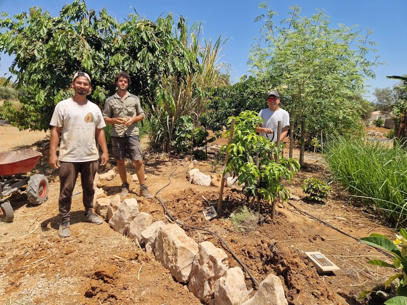 Freshly planted mango tree