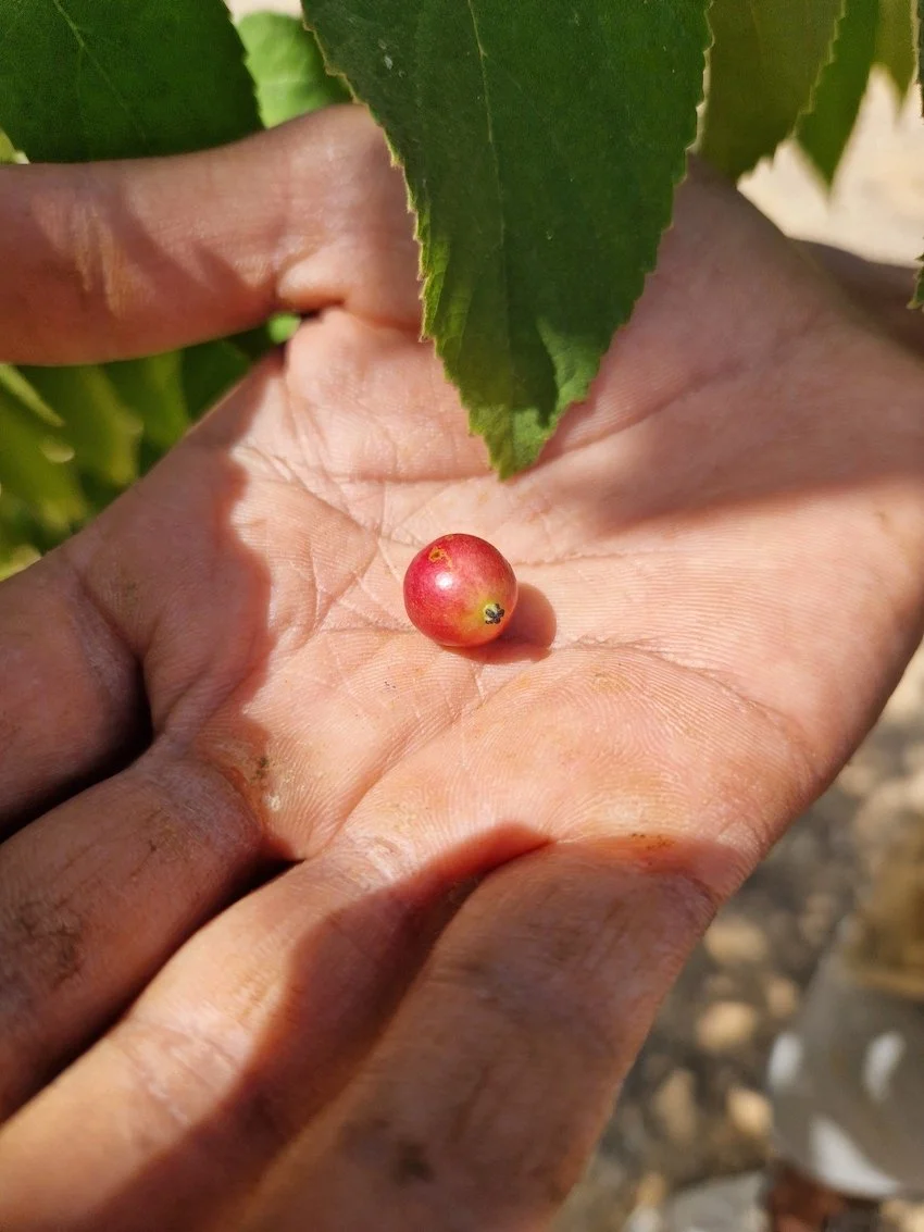 Muntingia calabura - Cotton candy fruit - A single berry
