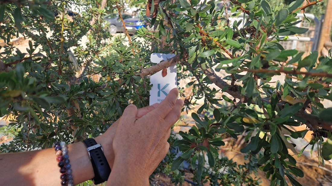 Biological control - introducing beneficial insects