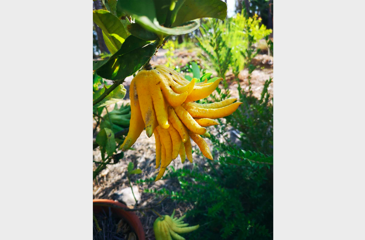 buddhas_hand_lemon1.jpg