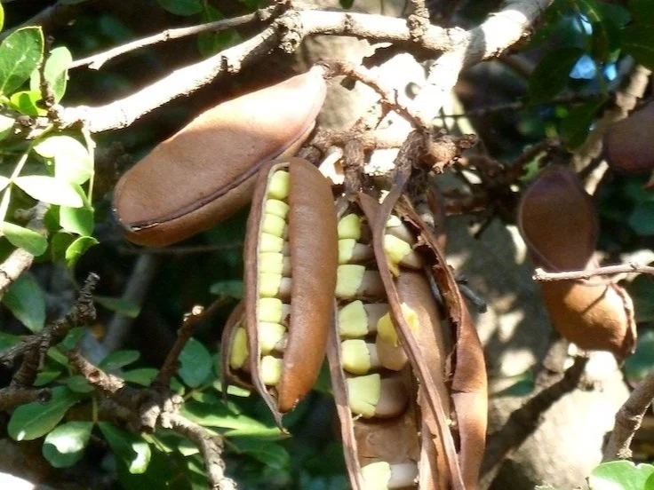 Schotia Brachypetala - Weeping Boerbean Tree pods