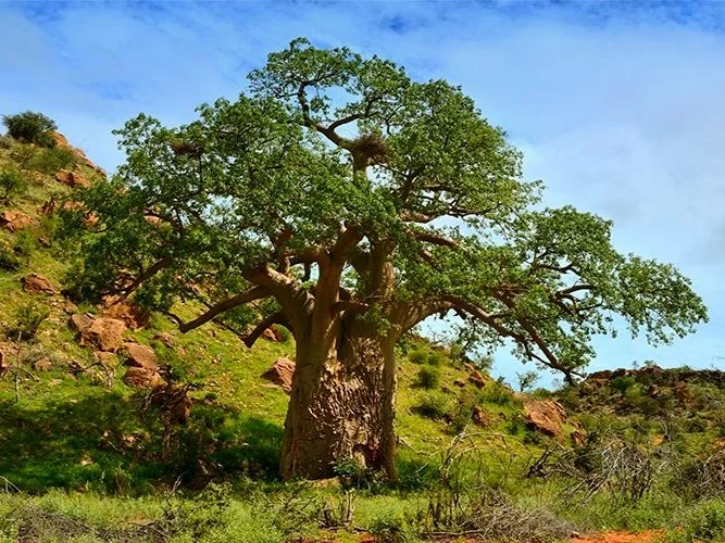 Adansonia Digitata - African Baobab tree