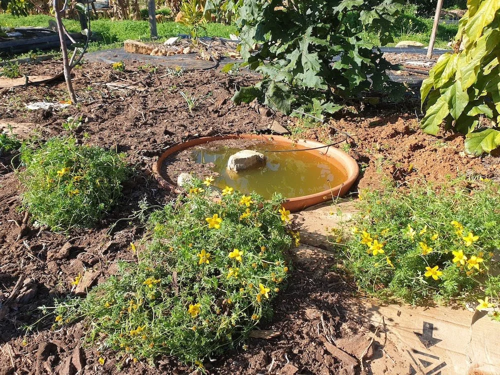 pond_and_flowers.jpg