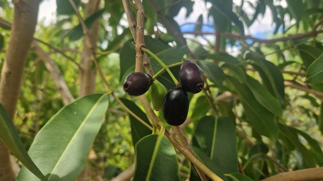Fruit of Jambolan or Syzygium cumini