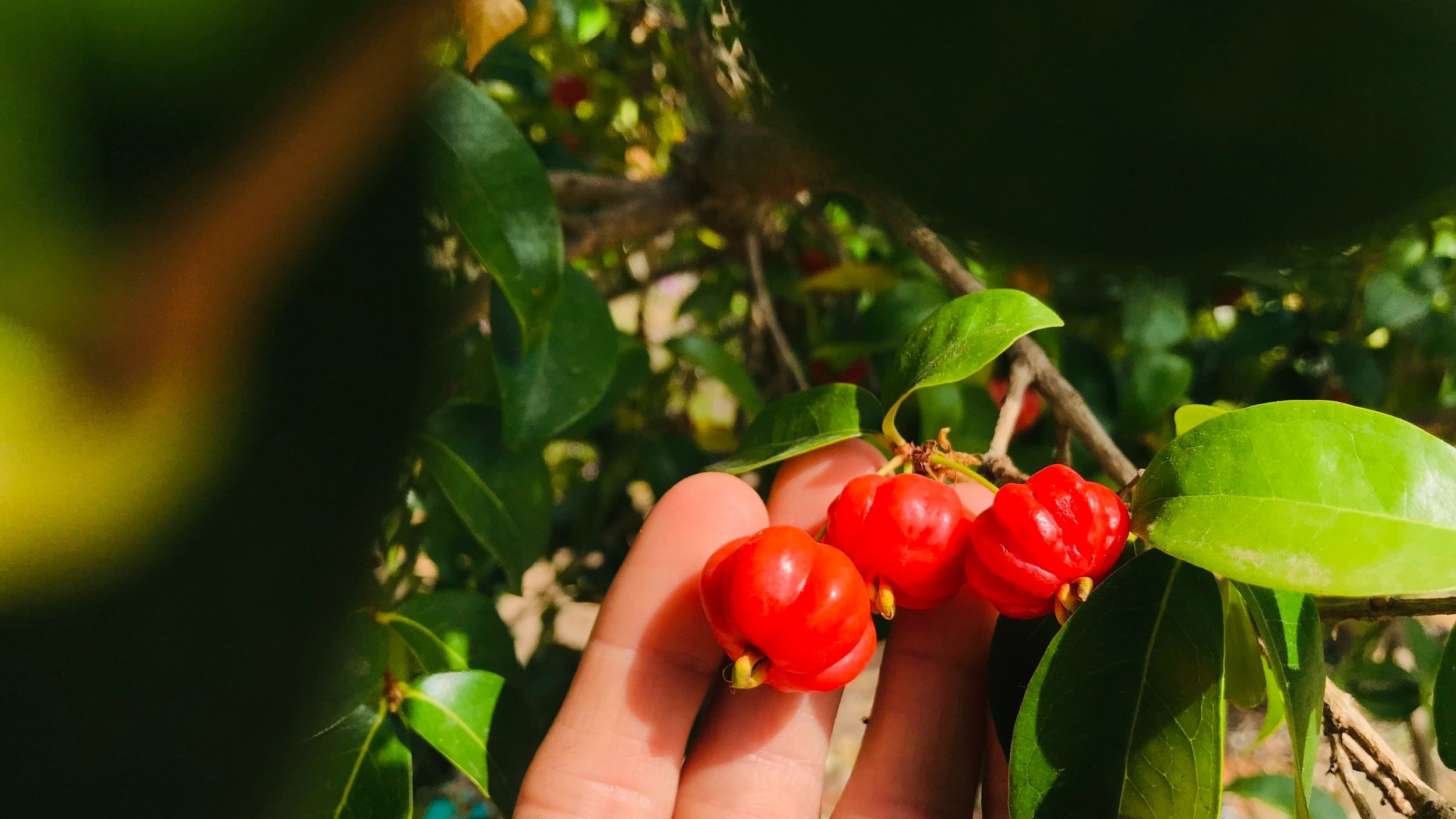 Eugenia uniflora (Suriname cherry or Pitanga)