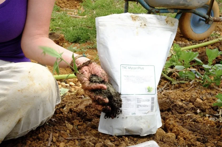 Mycorrhizae cocktail for soil health