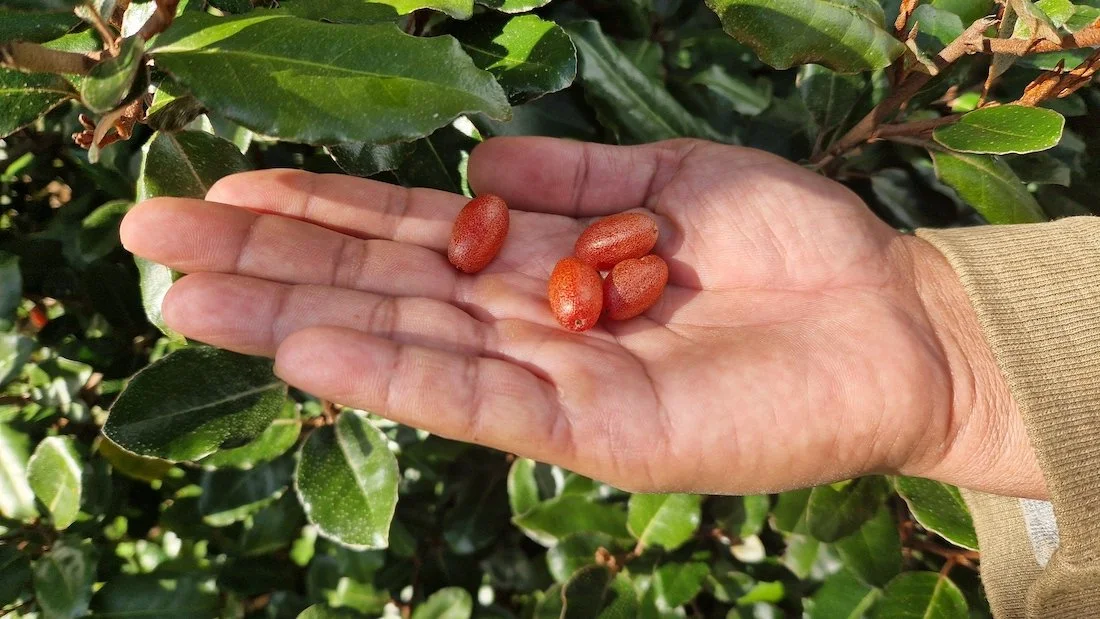 Harvesting Goumi fruit or elaeagnus umbellata