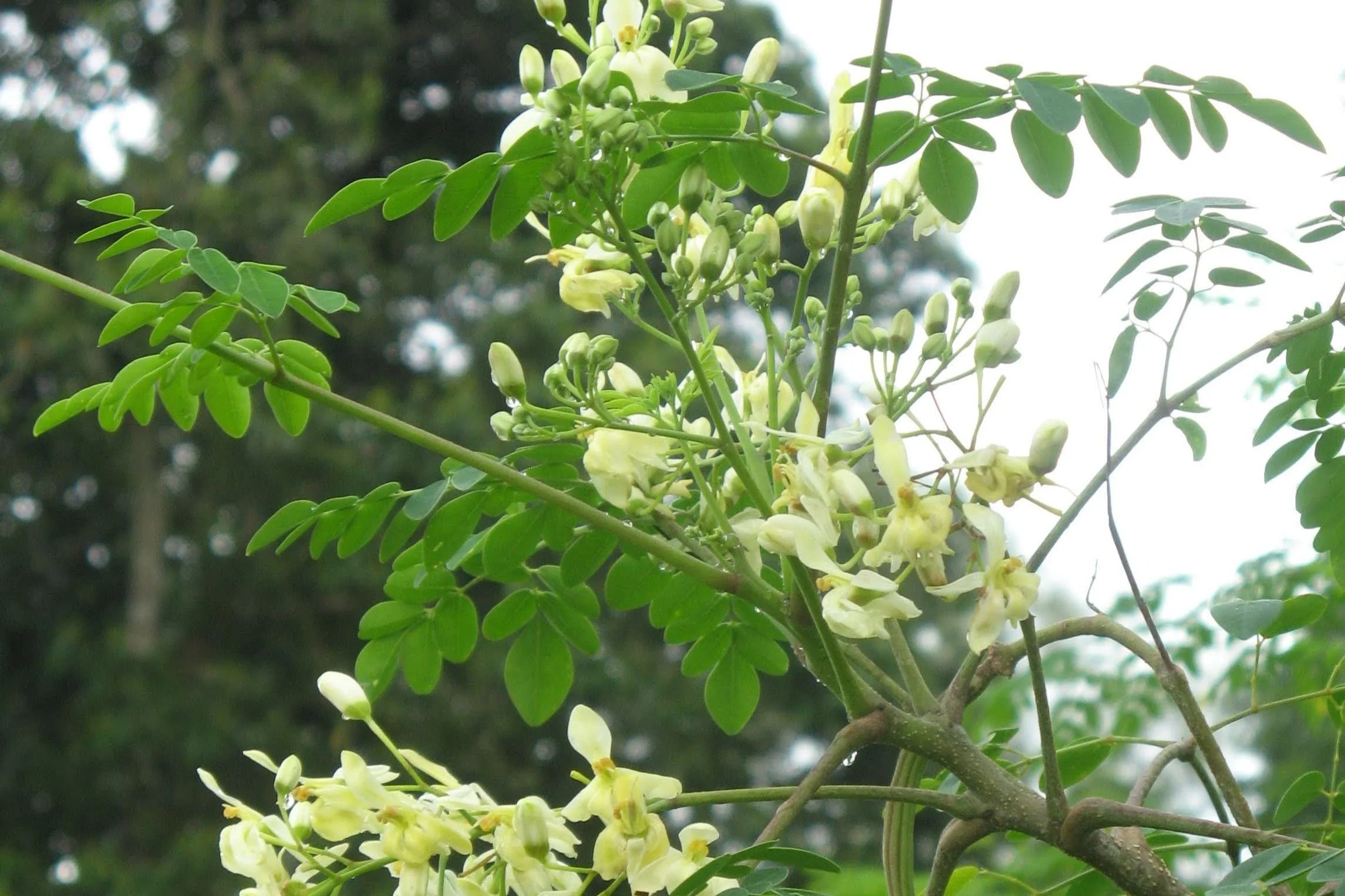 Moringa oleifera - Moringa tree