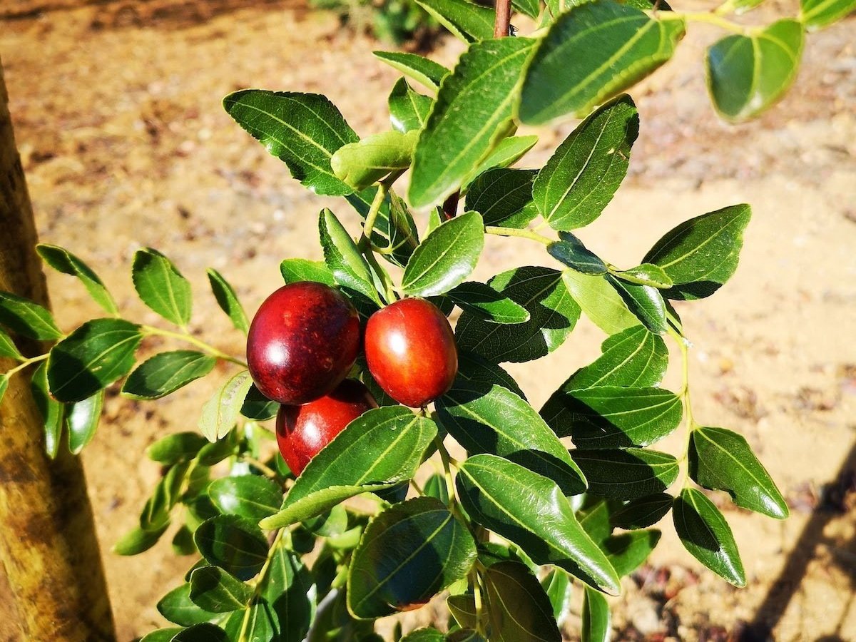 ziziphus jujuba - chinese date tree