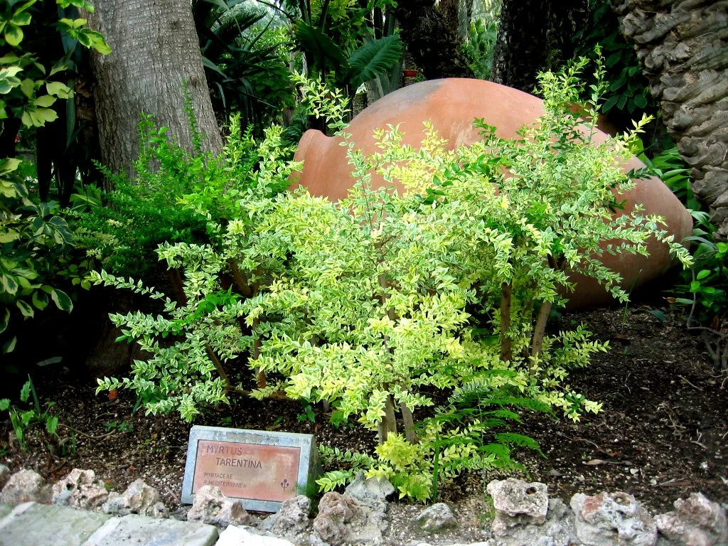 Myrtus_communis tarentina - myrtle tarentina shrub