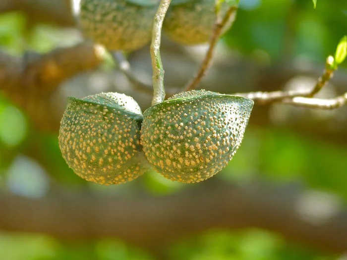 Tabernaemontana Elegans - Toad Tree fruits