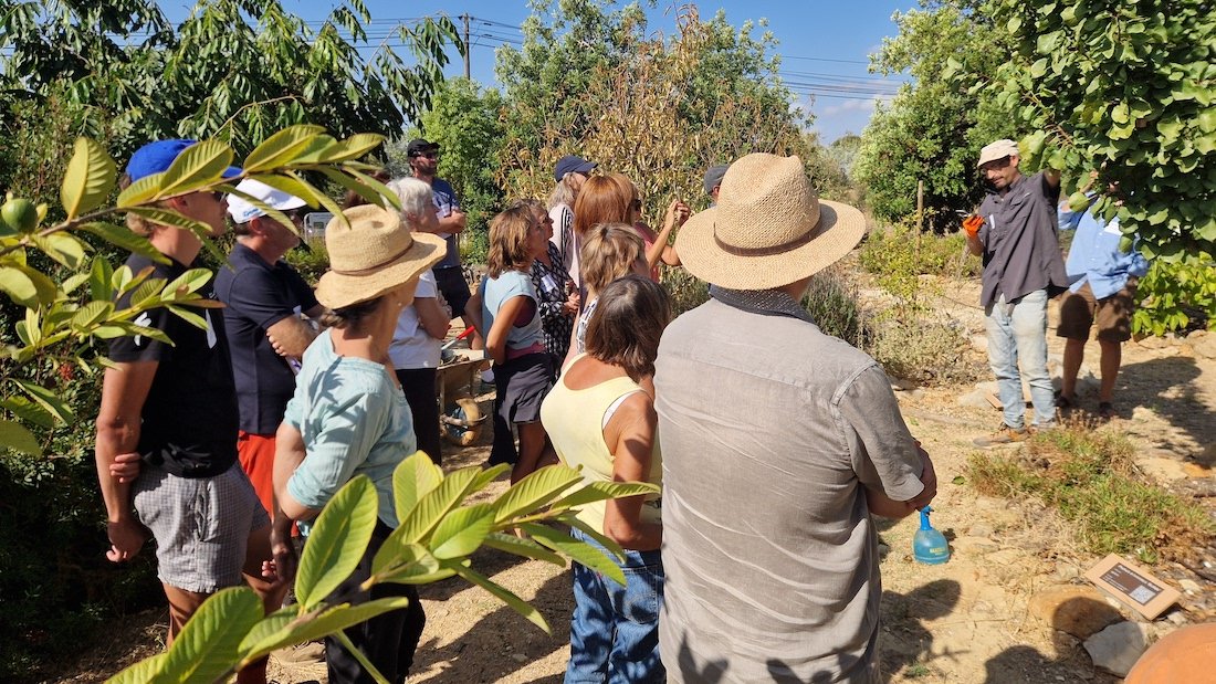 Food tree care workshop - pruning demonstration
