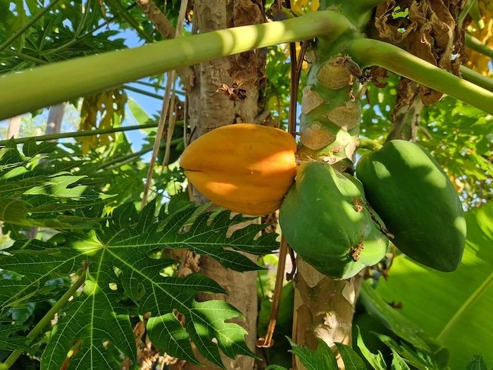 Ripening_papaya.jpg