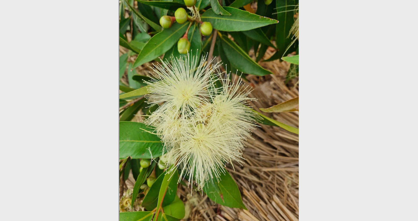2_year_old-Syzygium_jambos-flowers.png