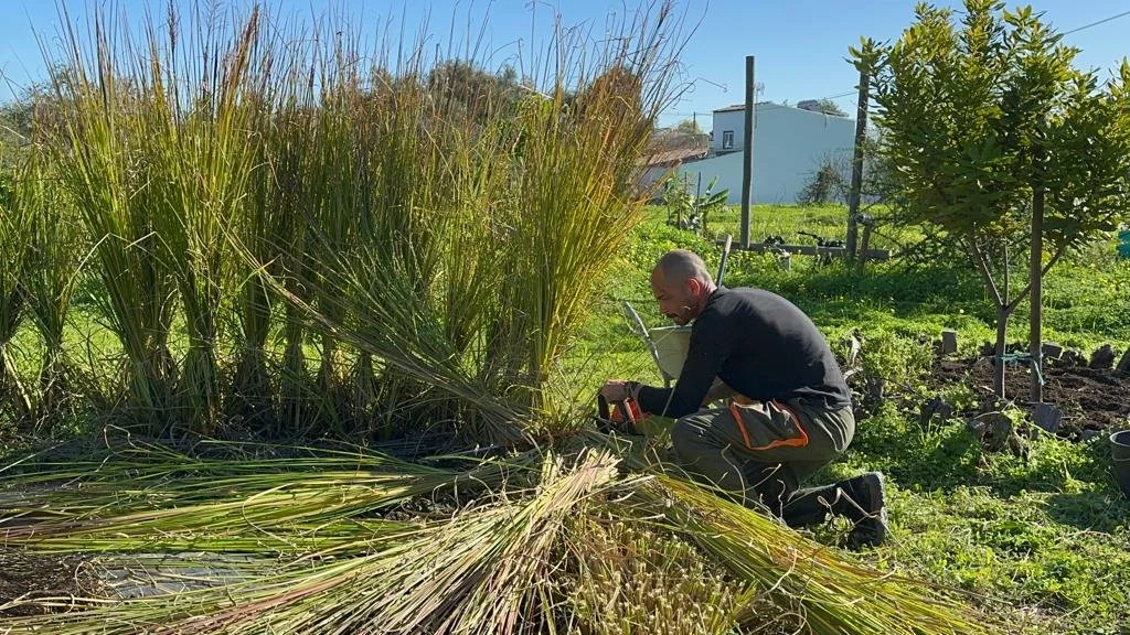 Howto Mulching with vetiver grass Orchard of Flavours