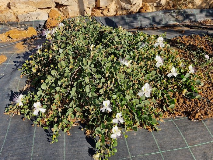 Capparis_inermis-Thornless_caper_plant.jpg