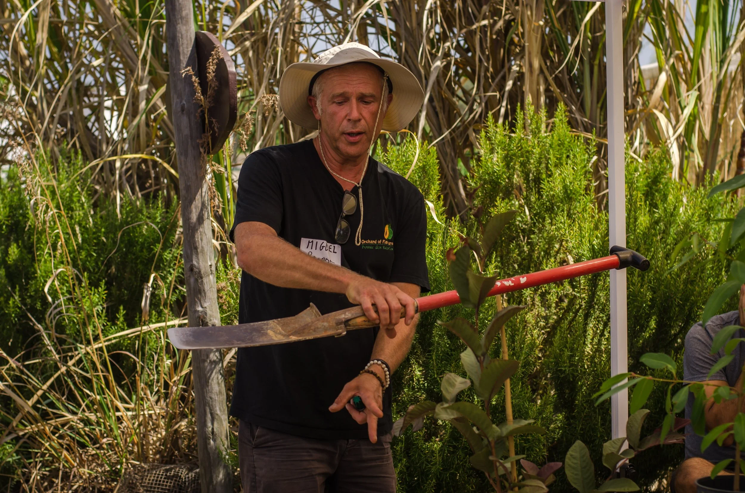 Sharp spade for dividing banana plants