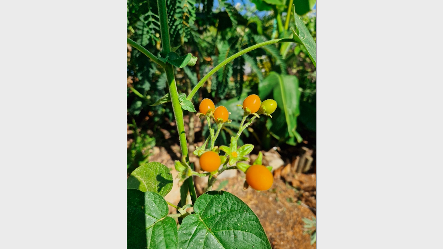 Solanum_abutiloides-Dwarf_tamarillo-Fruit-Semiorganized_Food_forest.png