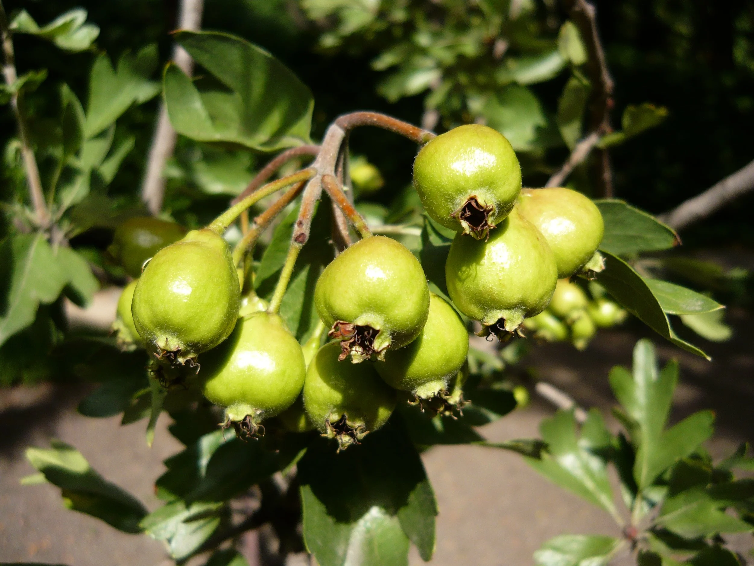 Crataegus azarolus - Azarole fruit