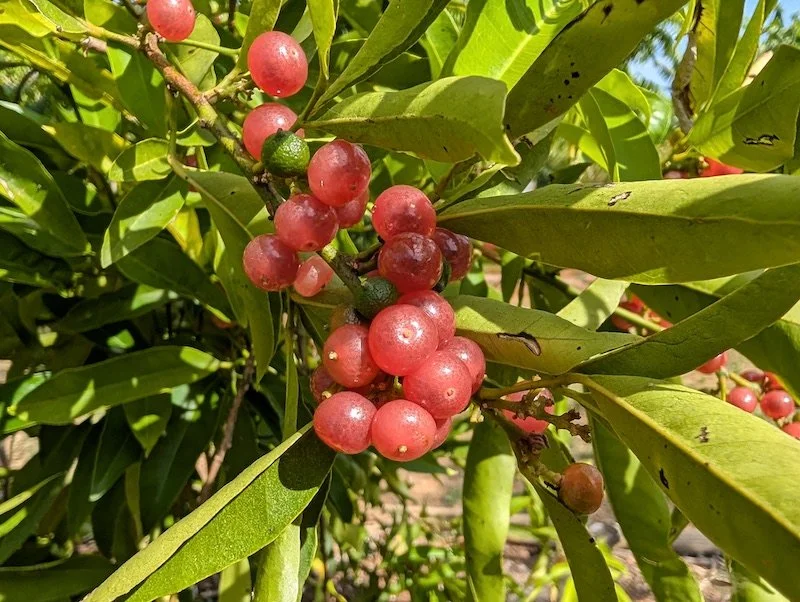 Gin berry fruit - Glycosmis pentaphylla