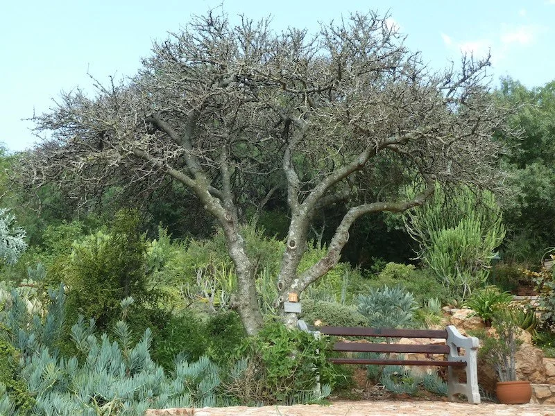 Dovyalis Caffra - Kei Apple tree