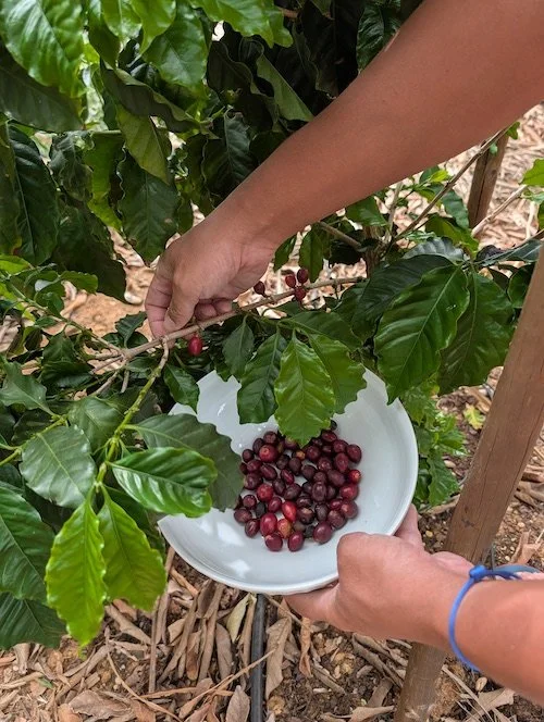Harvesting Coffea arabica cherries