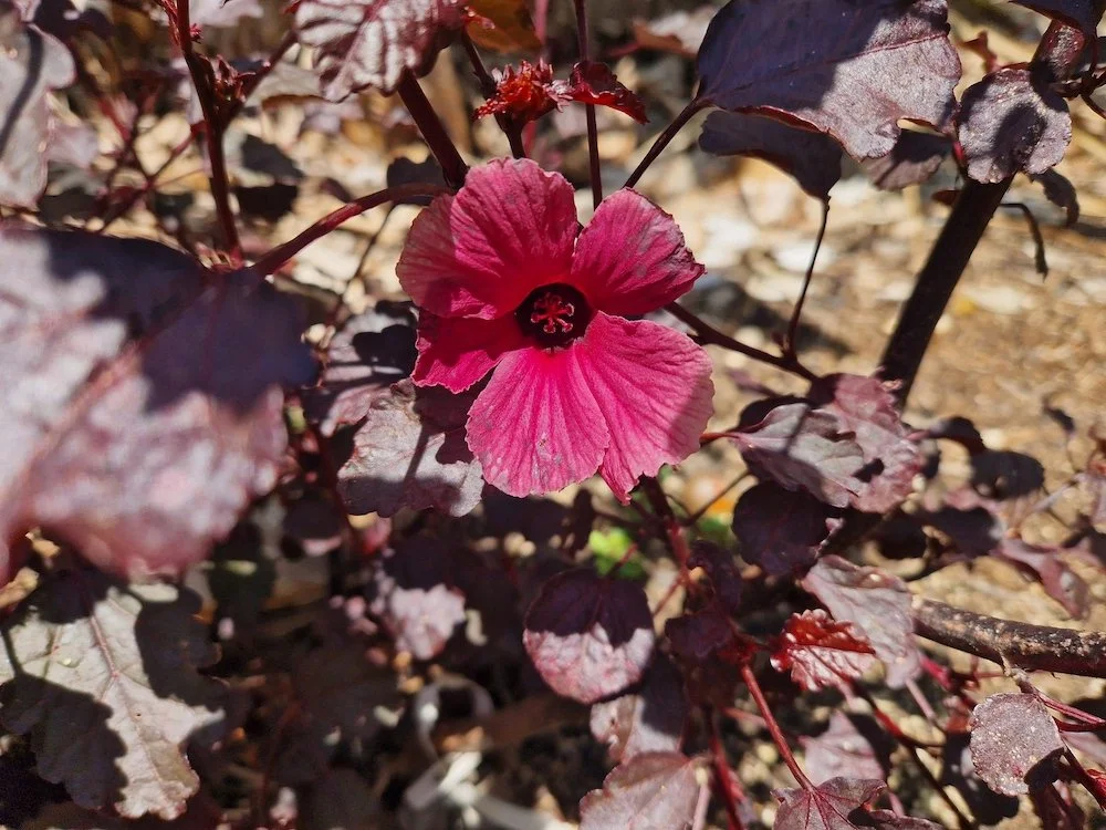 Hibiscus_acetosella-Cranberry_hibiscus-Flower.jpg