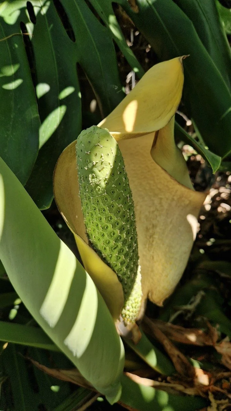 Fruit of a 2-year-old Monstera deliciosa
