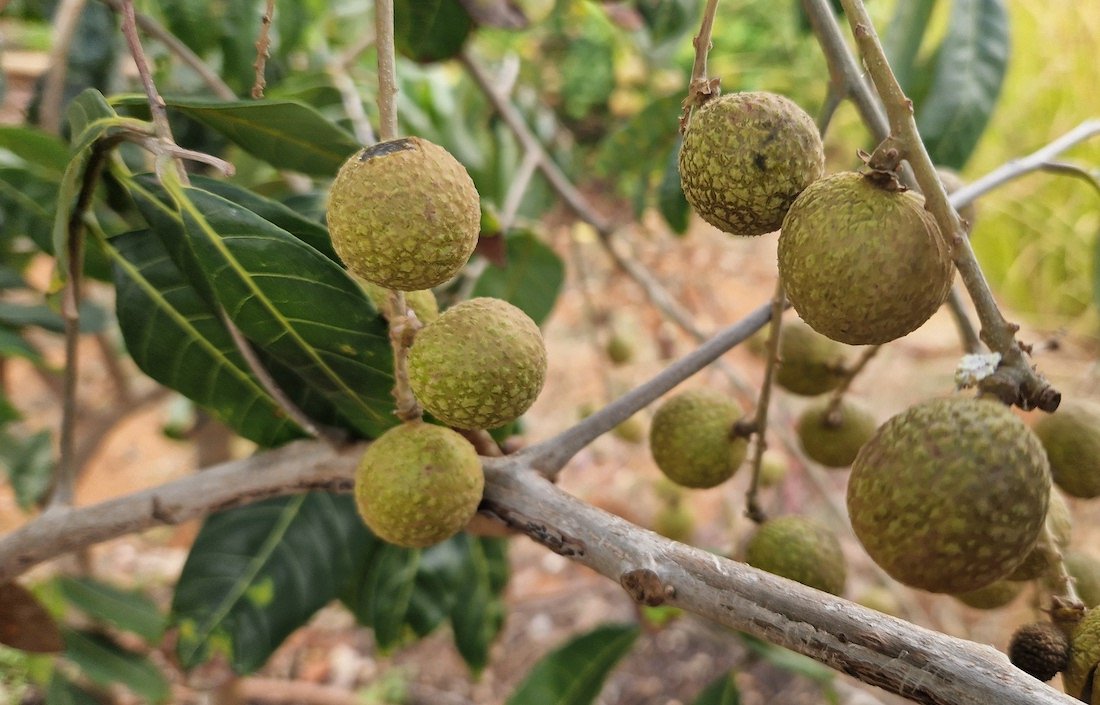 Who said you'd have to live in Thailand or some other tropical country to taste fresh fruit off the Dimocarpus longan tree?