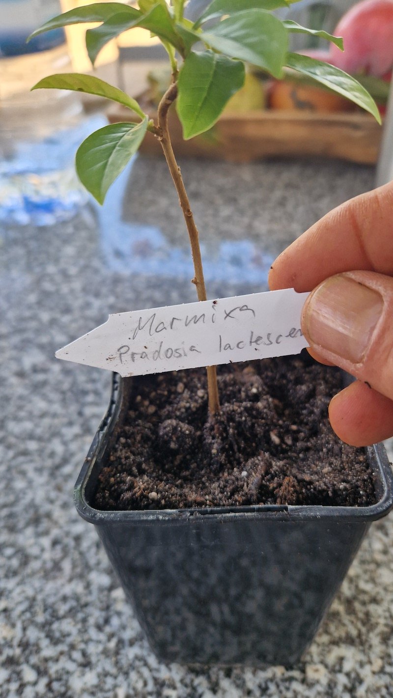 Marmixa or Pradosia lactescens seedling